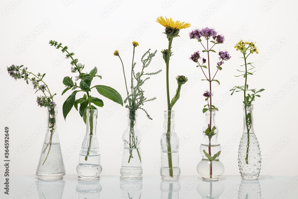 Creeping thyme, santolina, elecampane, common rue and other herbs in glass bottles Creeping thyme, santolina, elecampane, common rue and other herbs in glass bottles