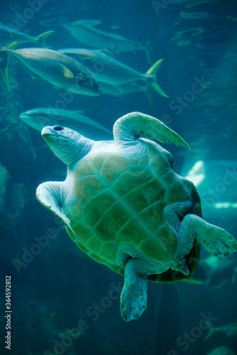 Two Oceans Aquarium  Cape Town  South Africa