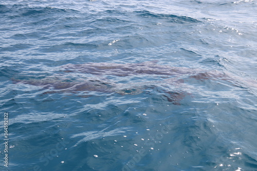 Dauphins sauvage du lagon de Rangiroa, Polynésie française © Atlantis