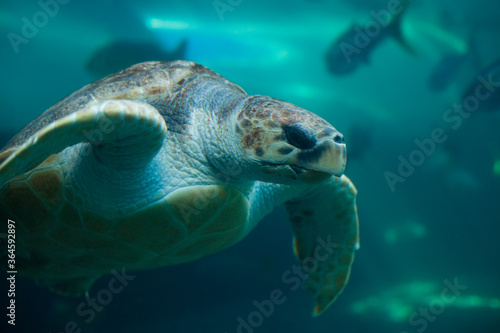 Leatherback Turtle  Two Oceans Aquarium  Cape Town  South Africa
