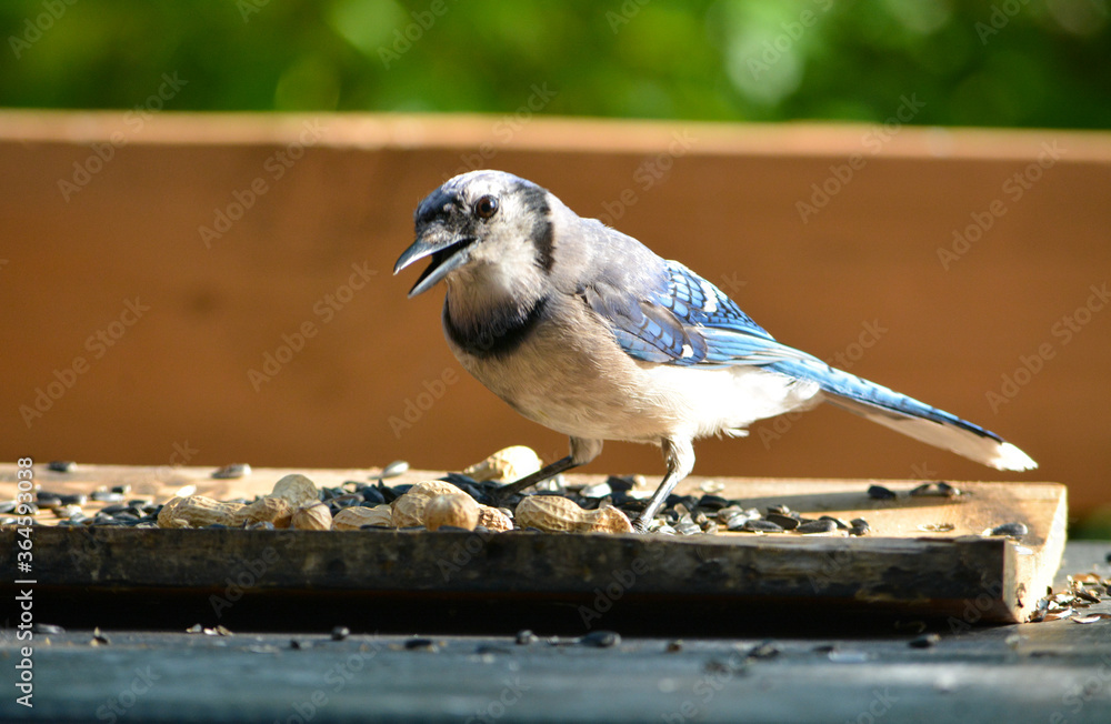 Obraz premium Birds & Squirrels Love Peanuts