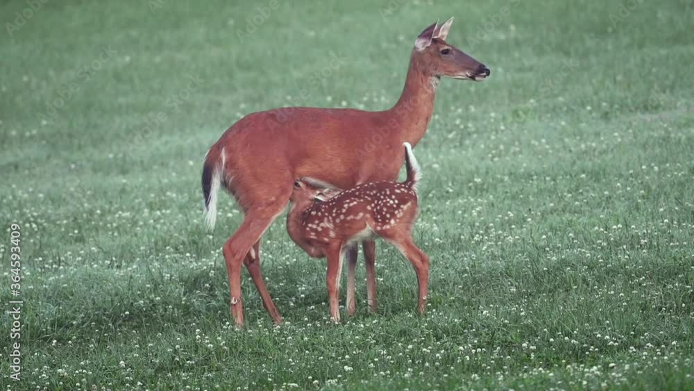 White-tailed deer fawn and doe in an open meadow on a summer morning White-tailed deer fawn and doe in an open meadow on a summer morning