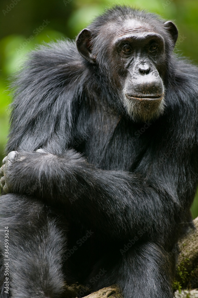 Chimpanzee, Kibale Forest Reserve, Uganda, Africa