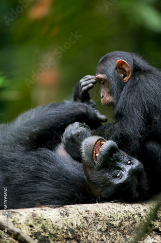 Africa  Uganda  Kibale Forest Reserve  Juvenile Chimpanzee  Pan troglodytes  playing with adult in rainforest clearing