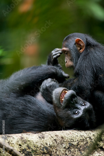 Photography Africa, Uganda, Kibale Forest Reserve, Juvenile Chimpanzee (Pan troglodytes) pla