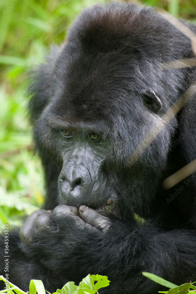 Silverback Gorilla, Bwindi Impenetrable National Park, Uganda, Africa