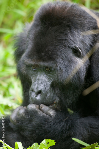 Silverback Gorilla, Bwindi Impenetrable National Park, Uganda, Africa © Paul