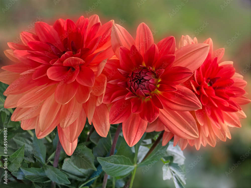 peach dahlia flower peach dahlia flower