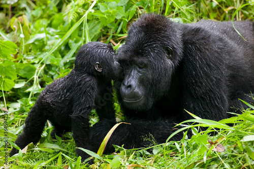Baby Gorilla Kisses Silverback Male, Bwindi Impenetrable National Park, Uganda