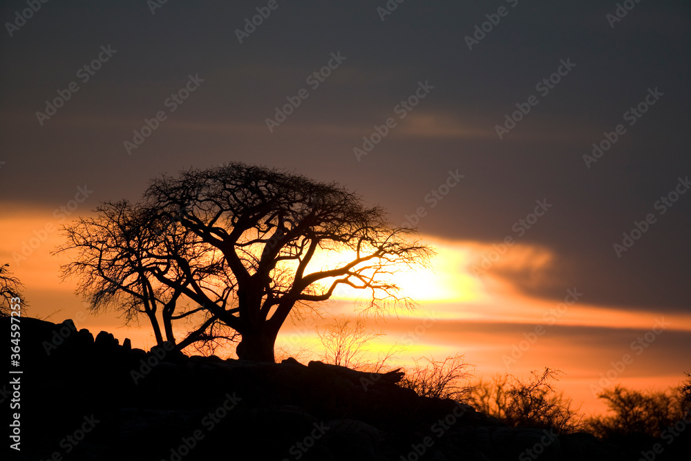 Baobab Trees on Kubu Island, Botswana, Africa