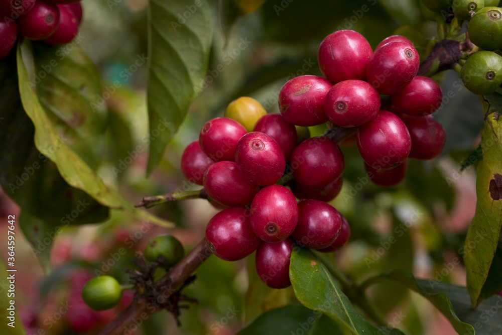 Arabica Coffee Beans, Ruira, Kenya, Africa Arabica Coffee Beans, Ruira, Kenya, Africa