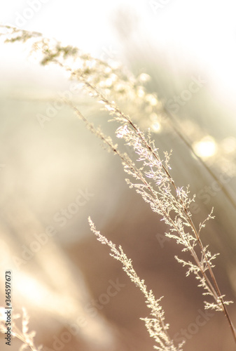 grass and sun © Artur Rorat
