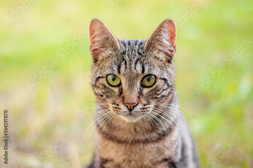 The tabby cat is lying in the grass. House cat on a walk. Beautiful cat for the cover. The range of the animal.