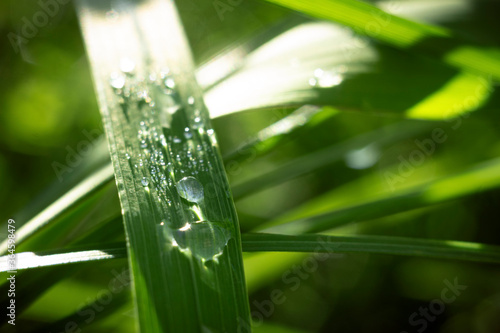 drops of dew on the grass on a summer morning