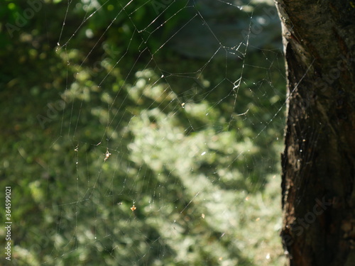 web on a tree