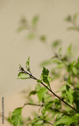 Close up of a green branch