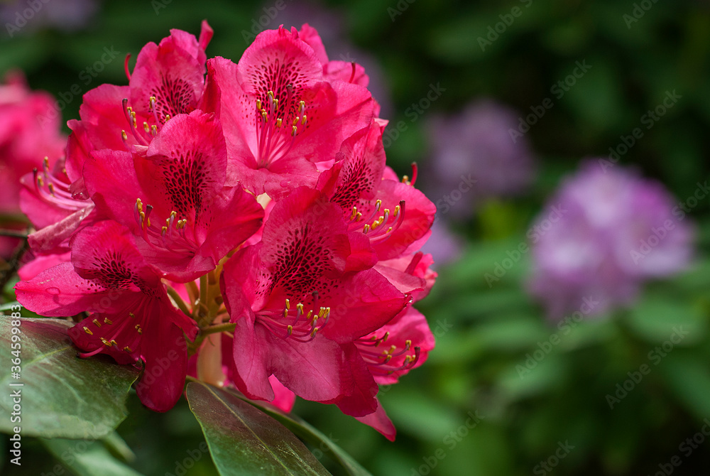 Rhododendron flowers close by. Purple flowers with green leaves on a blurred background. Rhododendron flowers close by. Purple flowers with green leaves on a blurred background.