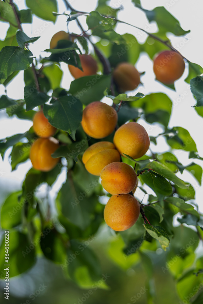 ripe apricots hang on a branch with leaves ripe apricots hang on a branch with leaves