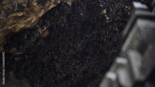 Wallpaper Mural Large Group of Bats on the Temple of Goa Lawah's Ceiling Torontodigital.ca