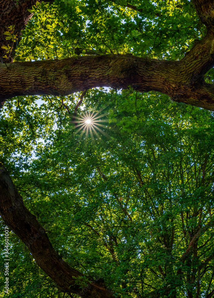 Obraz premium sunstar in the trees 