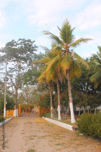 palmeras