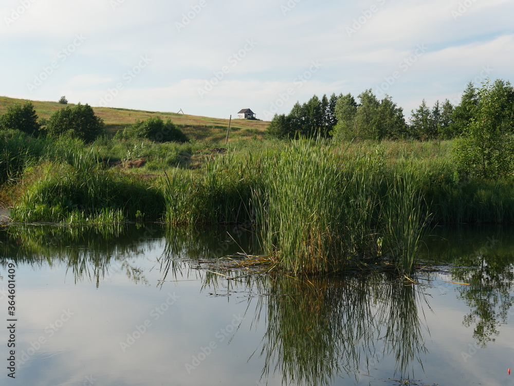 river with water vegetation and forest in the distance river with water vegetation and forest in the distance