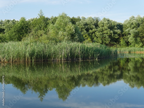 river with water vegetation and forest in the distance