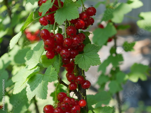 red currant on a Bush and its leaves