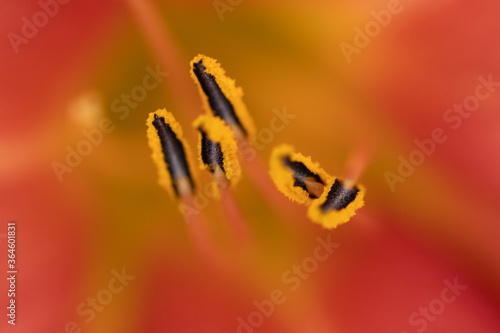 close up of flower stamen