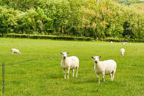 Two sheep after shearing standing in a field. No people. Copy space.
