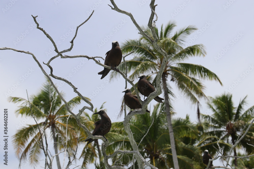 Oiseaux endémiques de Rangiroa, Polynésie française Oiseaux endémiques de Rangiroa, Polynésie française