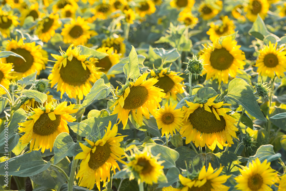 Bright golden sunflower field at sunset. Bright golden sunflower field at sunset.