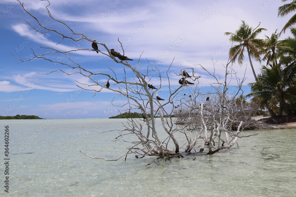 Oiseaux endémiques de Rangiroa, Polynésie française
