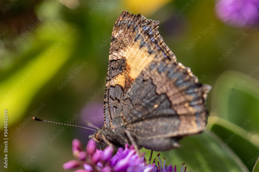 Macro of a butterfly Macro of a butterfly