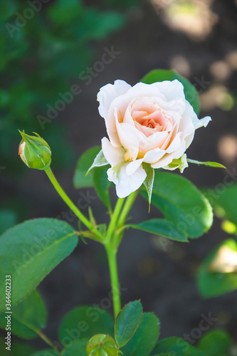 Close up picture of small bud of rose with peach shade in the garden. Macro photography of natural herb on green background with leaves. Greeting card for wallpaper and with copy space concept.