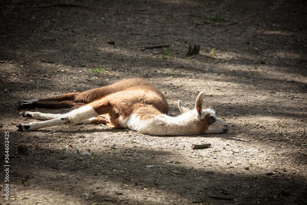 baby lama laying on the ground
