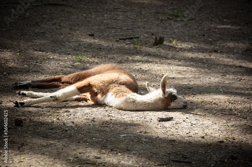 Obraz na płótnie baby lama laying on the ground w salonie