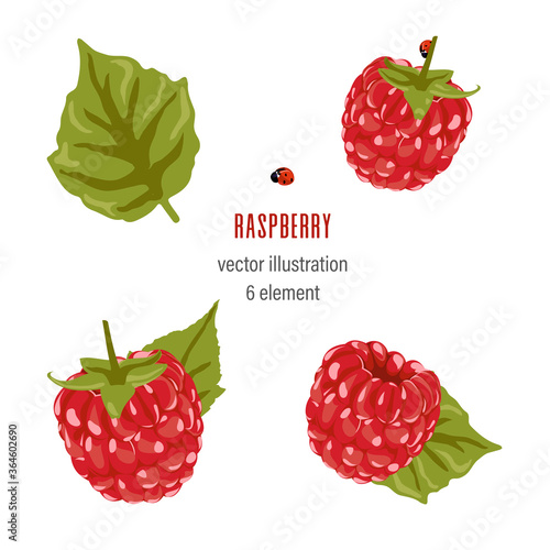 Fototapeta Naklejka Na Ścianę i Meble -  Raspberry Vector Illustration. Red Berry Drawing. Background design for sweets and pastries filled with raspberry, dessert menu, health care products, natural cosmetics. Collection berries with leaves