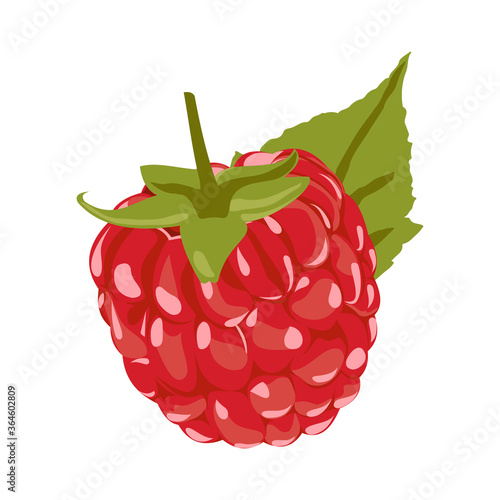 Raspberry Vector Illustration. Red Berry Drawing. Background design for sweets and pastries filled with raspberry, dessert menu, health care products, natural cosmetics. Collection berries with leaves