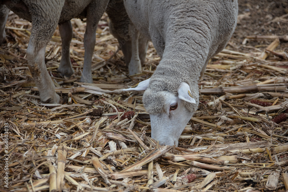 sheep in the farm eating dried grass