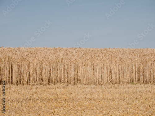 field of wheat in frontof sky photo