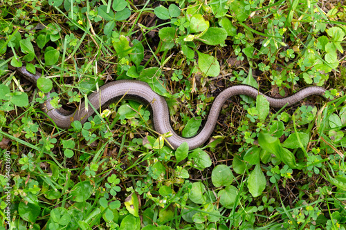 Detail of the Blindworm Fragile (Anguis fragilis) in the Nature