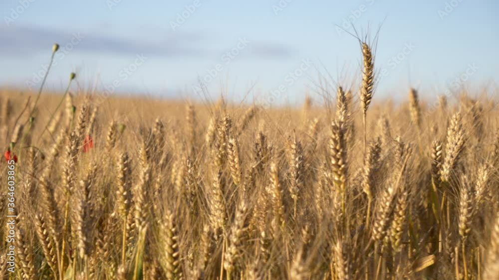 Video of yellow wheat field in sunset time Video of yellow wheat field in sunset time