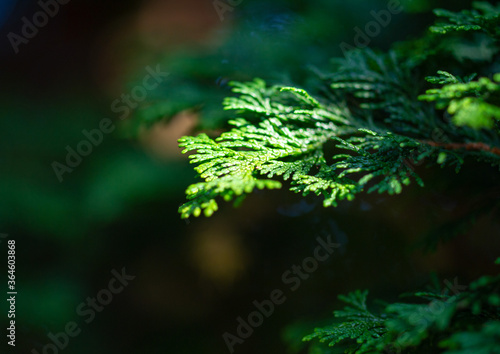 green fern leaves wallpaper background