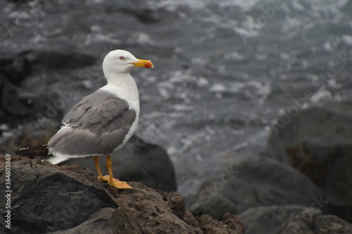 GAVIOTA POSADA EN LAS ROCAS