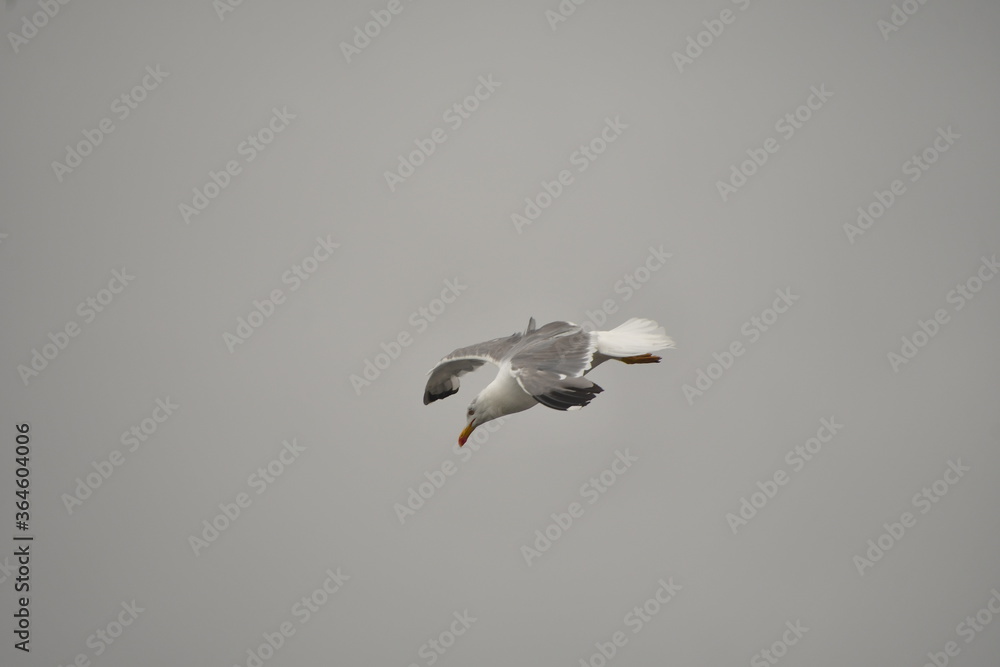 Obraz premium GAVIOTA VOLANDO