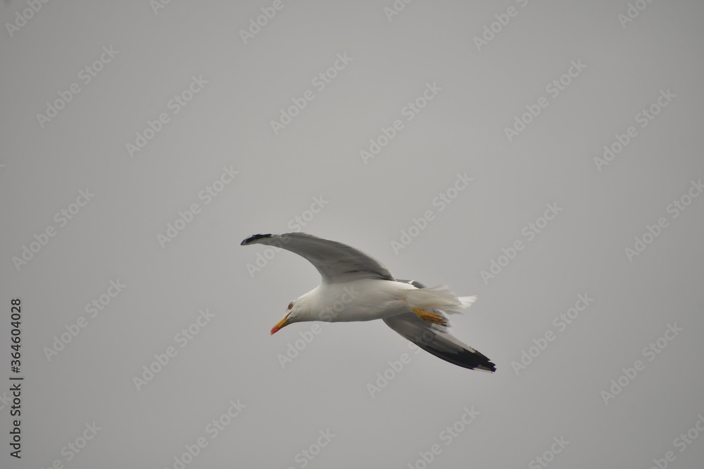 Obraz premium GAVIOTA VOLANDO