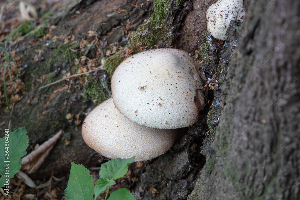 mushrooms on a tree trunk, close up