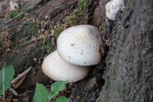 Obraz na płótnie mushrooms on a tree trunk, close up w salonie