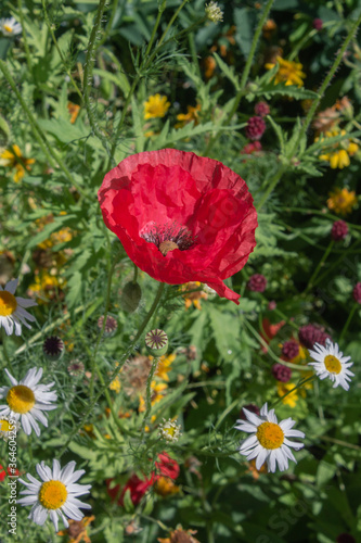 red poppy flower on green grass background